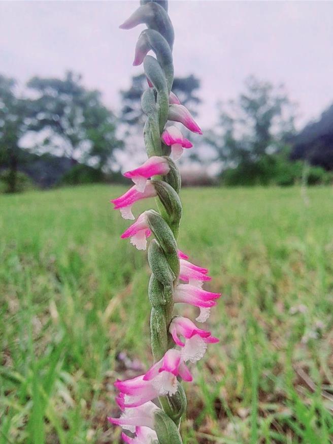 绶草又名盘龙参、清明草，因为花朵以独特的螺旋状排列，缠绕在花茎上，宛如一条迷你版的龙在蜿蜒而上，因此有「盘龙参」的别名。（台北市环保局提供／谢佳君台北传真）
