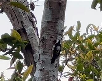 全台最小啄木鳥！首次現身水道博物館築巢
