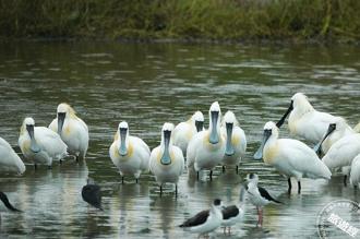 新竹賞鳥季開鑼 香山濕地、金城湖「鳥」事頻傳，巨星「黑面琵鷺」也駕到！