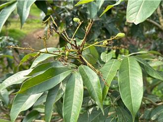 屏东荔枝受寒害损3成 农民4／9日至22日可登记申请救助