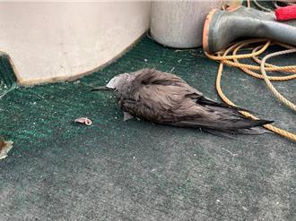 玄燕鷗落難海上漂 恰遇海洋保育志工救上船