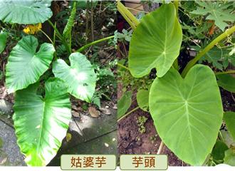 姑婆芋與芋頭傻傻分不清？醫教3特徵辨別