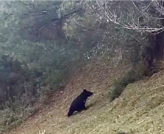 外籍客遊玉山塔塔加 驚喜目擊台灣黑熊 玉管處說話了