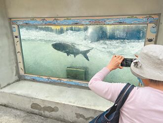 新店溪碧潭堰 魚群洄游大爆發