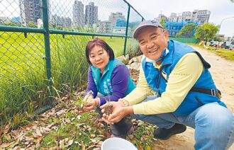桃園 國小預定地長綬草 議員促搶救