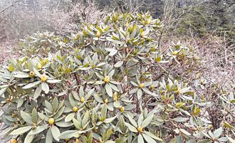 合歡山杜鵑花季周六登場 假日交管