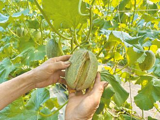 「嘉义极光」满园全毁 瓜农盼补助