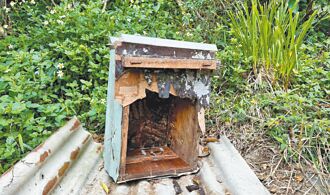 高雄 黑熊再闖寶山蜂場 偷蜜全都錄