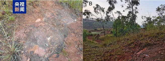 云南发现恐龙新属种：金沙江元谋盗龙。（大陆央视）