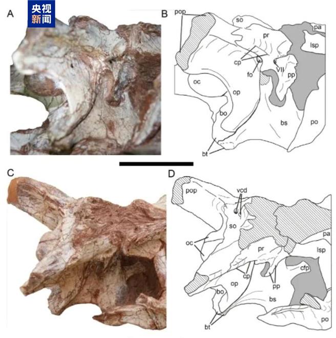 云南发现恐龙新属种：金沙江元谋盗龙。（大陆央视）