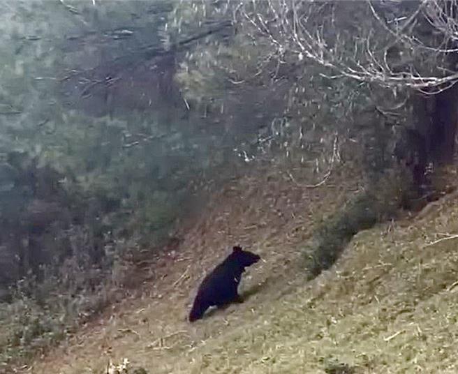 近日外籍游客前往玉山塔塔加游憩区麟趾山、鹿林山一带登山健行，目击1只台湾黑熊。（玉山国家公园提供／杨静茹南投传真）