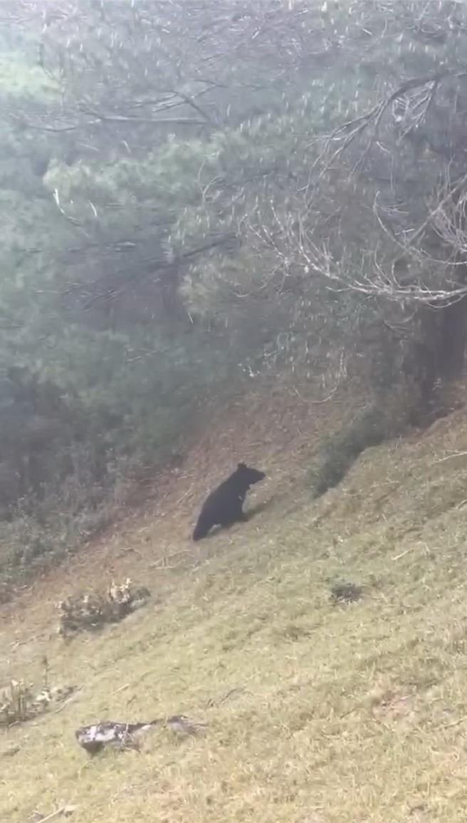 游客在塔塔加目击台湾黑熊出没，玉管处提醒在「玉山有熊国」健行时，尽量结伴同行。（玉山国家公园提供／杨静茹南投传真）
