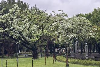 台北下雪了！流苏绽放春如画
