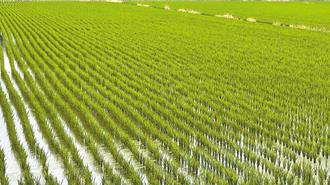 美暫緩課徵對等關稅 學者憂農產非關稅貿易障礙難守