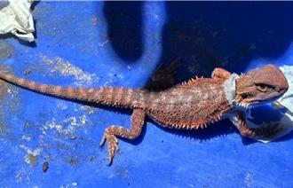 海運快遞什麼都有！高雄海關逮：活體蜥蜴、守宮、陸製微型火砲