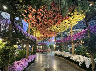 蘭花出口關稅從0飆32％再到10％   蘭協：打斷手骨顛倒勇