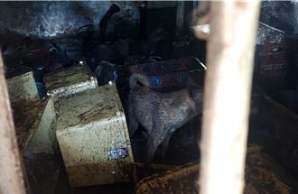 新北山區惡劣環境圈養6犬 動保處重罰「金額出爐」