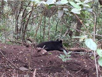 高雄首例！台灣黑熊受困陷阱 部落族人通報救援成功野放