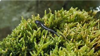 玉山國家公園歡慶40歲 紀錄片揭阿里山山椒魚繁殖之謎