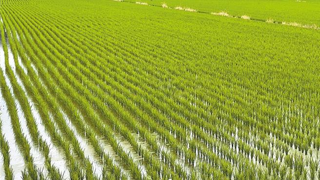 美国总统川普对台湾课徵32％超高关税昨才上路，今却宣布暂缓90天，农经学者表示，美国是农产品出口大国，仍忧心我国农产品的非关税贸易障碍守不住。（本报资料照片）