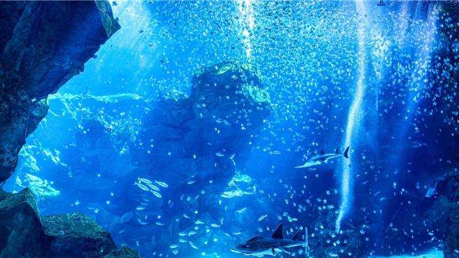 桃园Xpark水族馆行程除了高铁来回车票＋门票，再安排参观台湾高铁探索馆。（台湾横浜八景岛提供）