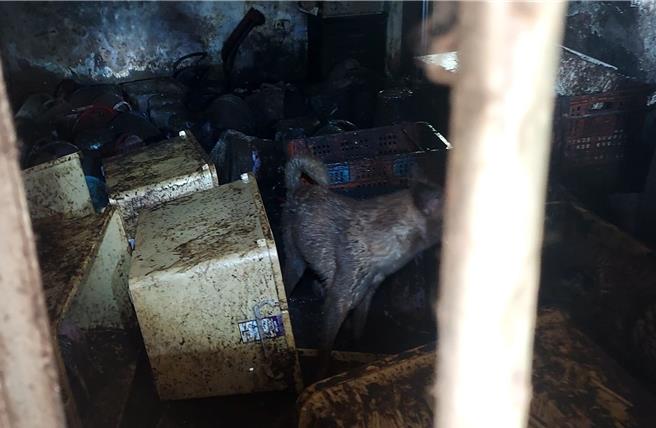 动保处人员到场勘查，见6犬只住在排泄物与污泥中。（新北市动保处提供）