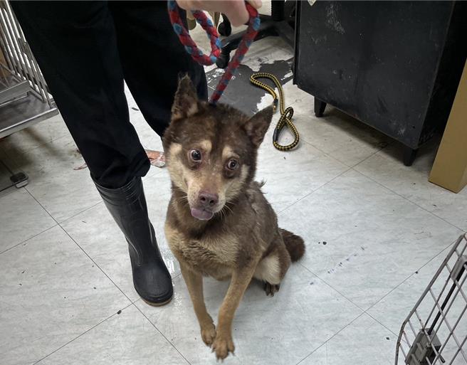 救出的犬只经送医检查，有营养不良、体内感染、虚弱无力等情形。（新北市动保处提供）