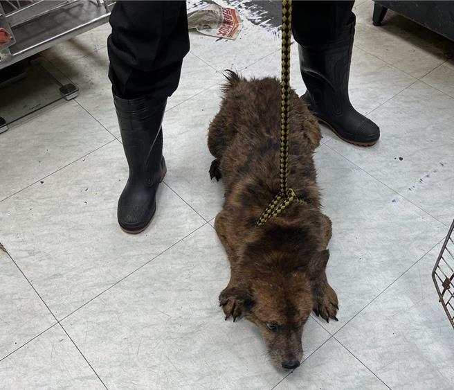 救出的犬只经送医检查，有营养不良、体内感染、虚弱无力等情形。（新北市动保处提供）