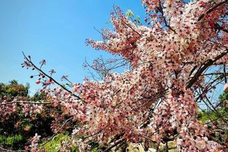 台南萤况大爆发！周末到楠西梅岭赏花、赏萤 泡汤正当时