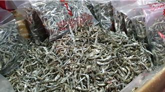 澎湖丁香魚禁漁期延長11天 保護產卵母魚