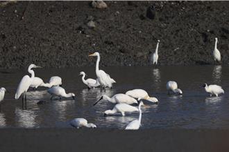 黑面琵鷺全球普查破7千隻 近6成選台灣過冬寫新高
