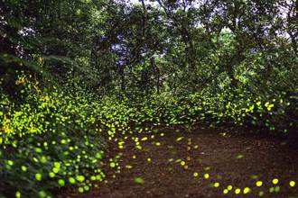 宜蘭「螢河點點」賞螢季登場 29處最佳賞螢地點一次看