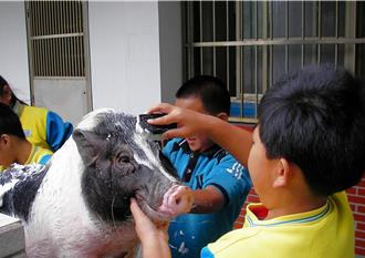 龍岡國小校豬「來福」離世10周年 紀念會吸引日本校犬協會來訪