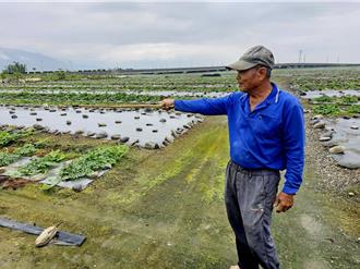 1月寒流損壞3成瓜苗 花蓮西瓜恐延後成熟