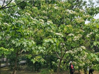 气温偏低油桐花延迟开放 云林古坑桐花祭下周日登场