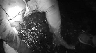 7旬失智老婦跌坐南崁溪 桃園警消馳援救起