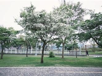 新北陽光公園流蘇綻放 「四月雪」美不勝收