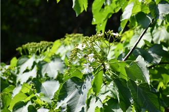彰化福田桐花祭明起登场 4／19至4／27迎最美花况