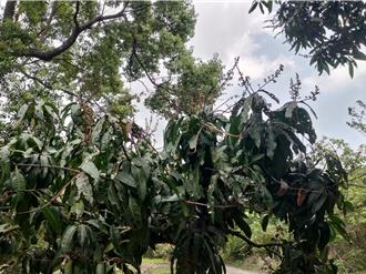 高雄芒果、水蜜桃受寒害農損 農業局啟動現金救助
