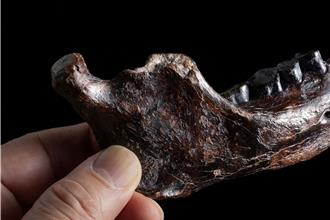 台湾最古老人类化石澎湖原人 证实是丹尼索瓦人