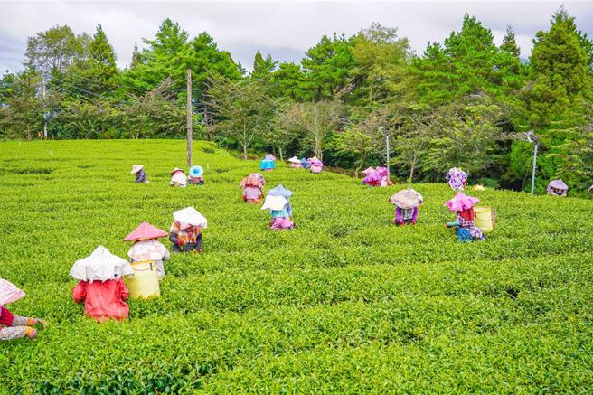 美国关税战烧到茶商，最大消费市场恐萎缩，农业部提3措施。图为採茶姑娘们认真採收。（资料照／福寿山农场提供）