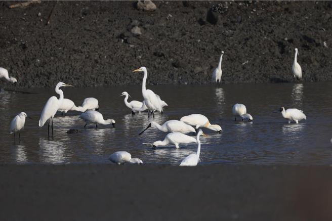 来台度冬的黑面琵鹭在已收成鱼塭觅食。图／中华鸟会提供