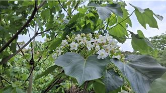 採梅賞桐夜追螢一次滿足！台南梅嶺全台最早桐花祭開幕