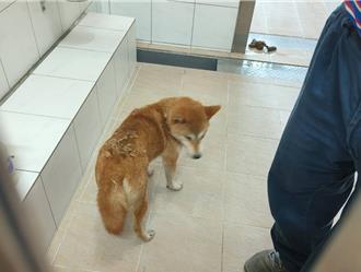 竹縣8隻柴犬遭飼主沿路丟棄 動保所追緝非法繁殖業者