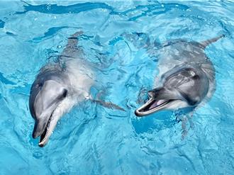 野柳海洋世界推生態保育 符合1條件3天半價入園看鯨豚