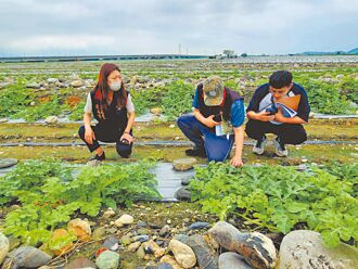 瓜苗遭寒害 花蓮西瓜災損晚熟