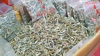 澎湖 保護產卵丁香魚 提前4／20起禁捕