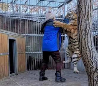 河南超猛女飼育員「單手拎老虎」爆紅 狼躲角落發抖：你別過來啊