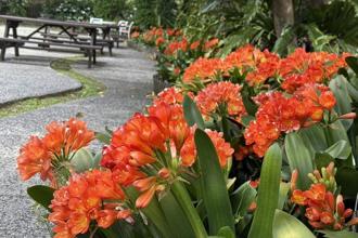 陽明山花卉試驗中心春日最美時光 球根花卉展點亮四月天