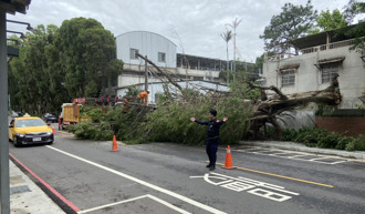 风强雨骤桃园路树倒塌 横躺车道！桃园警管制交通